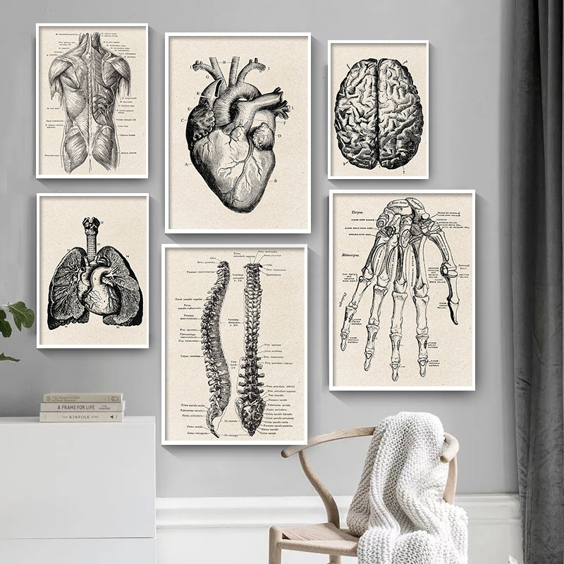 التشريح الطبي الفني قماش ملصق  - مراجعة Medical Lab Posters وسعره